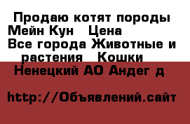 Продаю котят породы Мейн Кун › Цена ­ 12 000 - Все города Животные и растения » Кошки   . Ненецкий АО,Андег д.